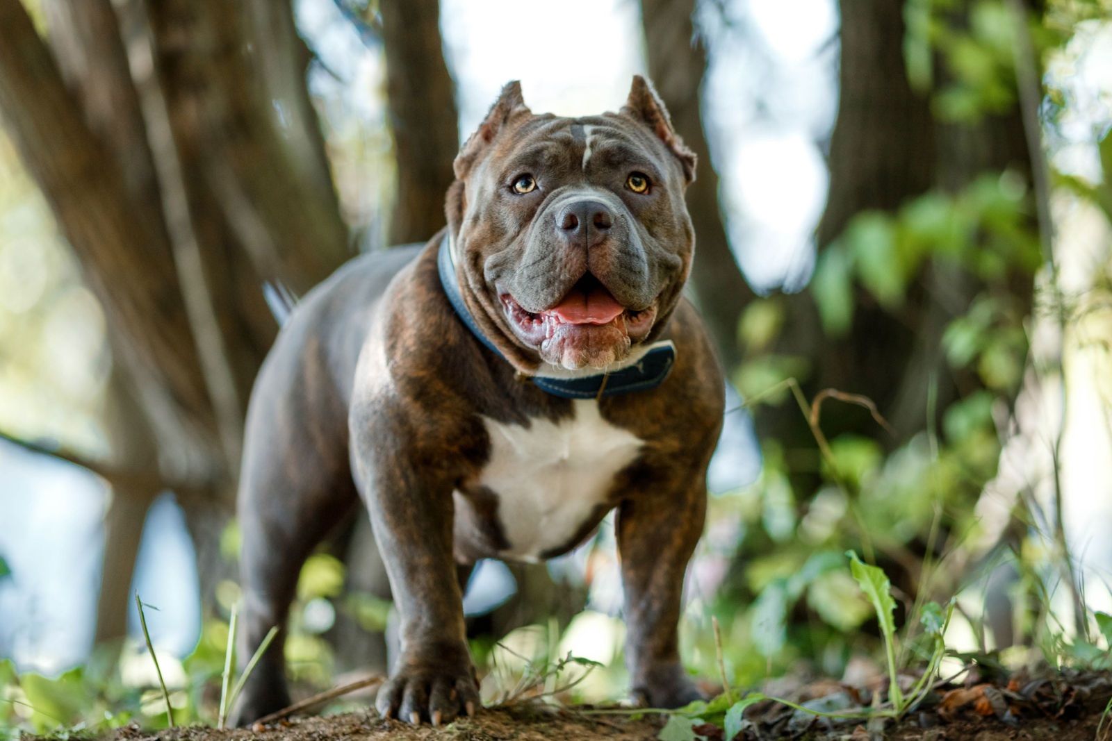 American Bully