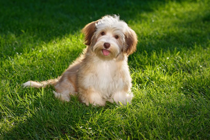 Bichon Havanais