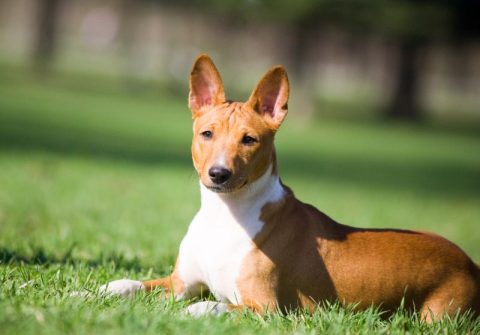 Basenji | National Kennel Club