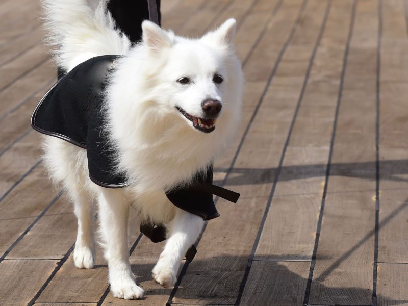 Eskimo Spitz