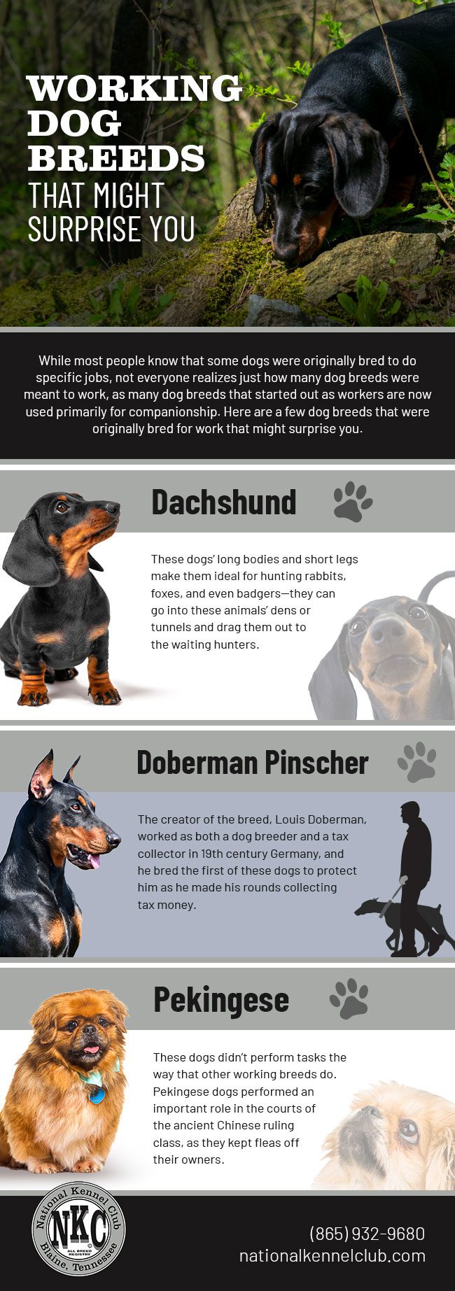 Working Dog Breeds That Might Surprise You