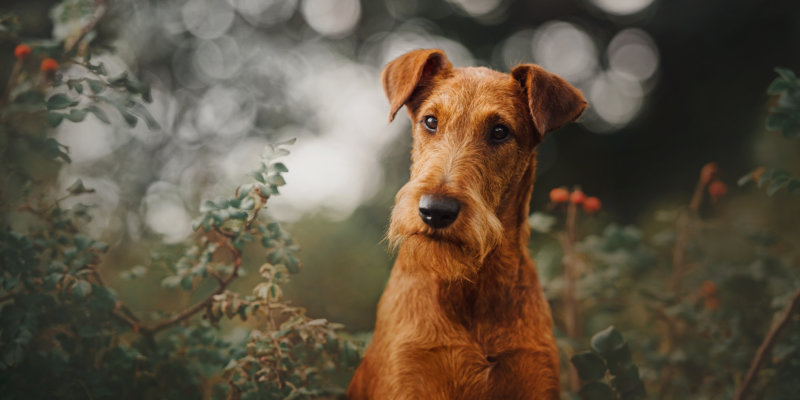 Irish Terrier