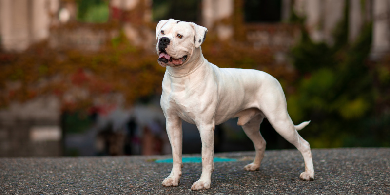 Scott american shop bulldog kennels