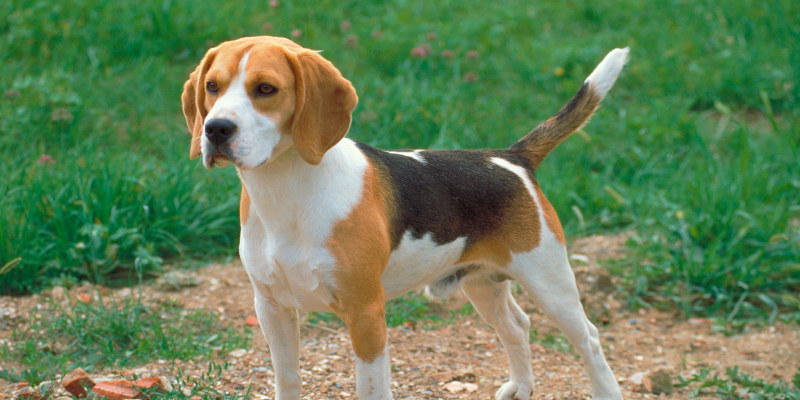 Medium cheap sized beagle