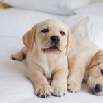 Puppy Registry