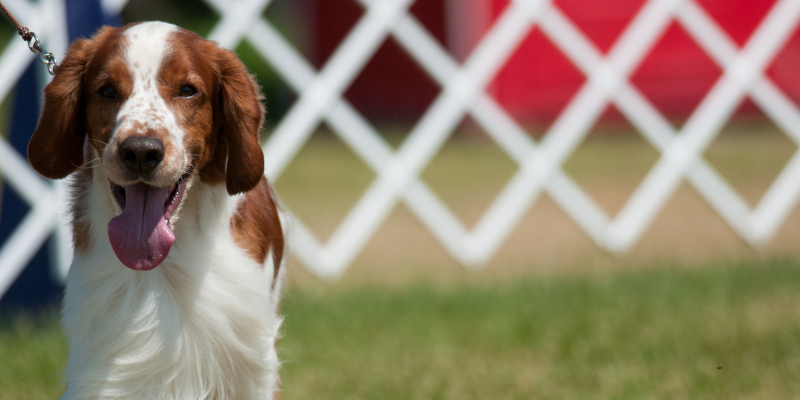 What Does it Mean to be a Champion Bloodline Dog?