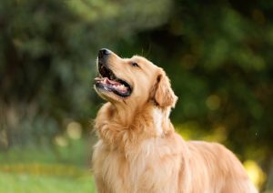Does Breed Really Affect Your Dog’s Temperament and Behavior?