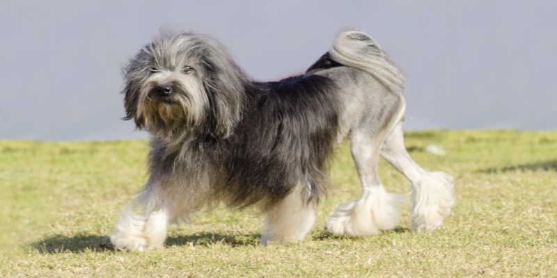 Dog Registry in Tennessee