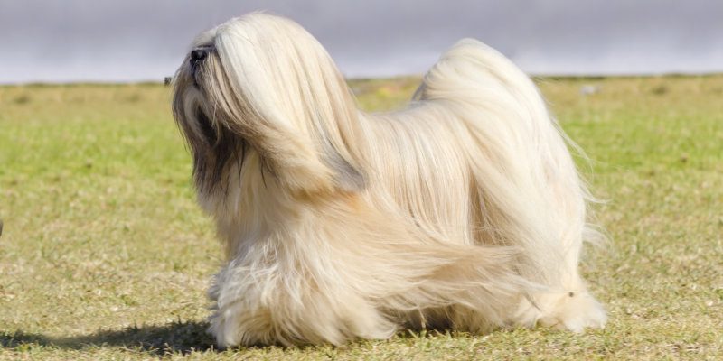 Lhasa Apso