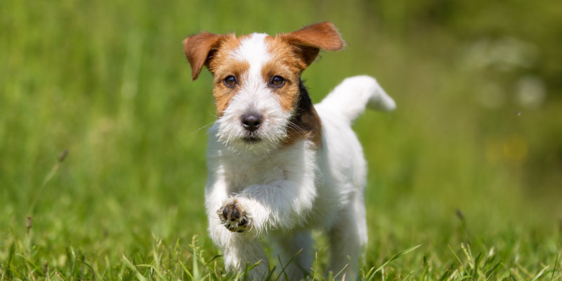 Jack Russell Terrier