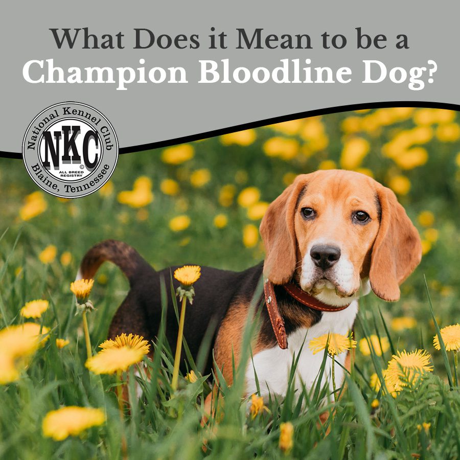 how does a dog become a grand champion