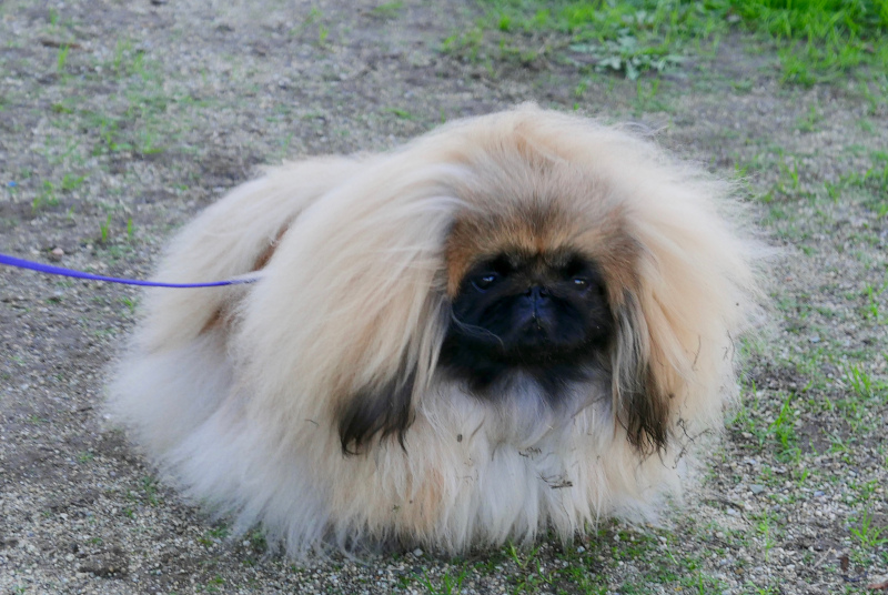 Pekingese