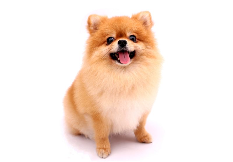 Pomeranian