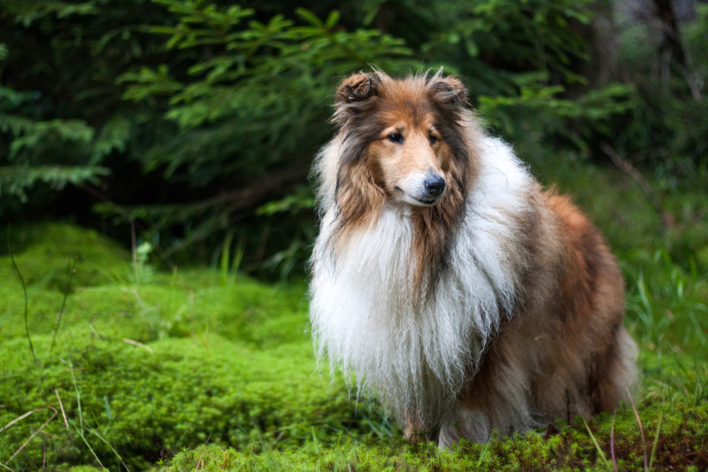 Rough-Coated Collie