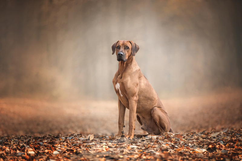 Rhodesian Ridgeback