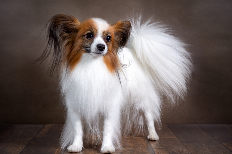 Papillon