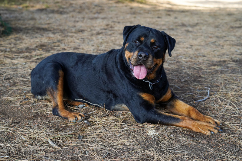 Rottweiler