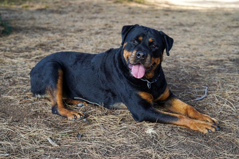 Rottweiler