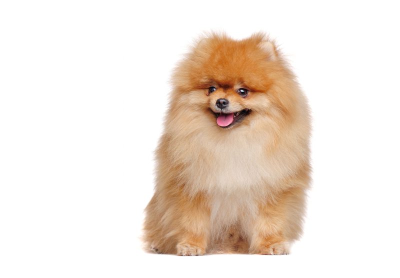 Pomeranian