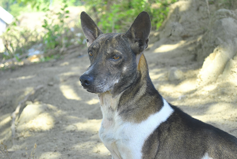 Rat Terrier Breed
