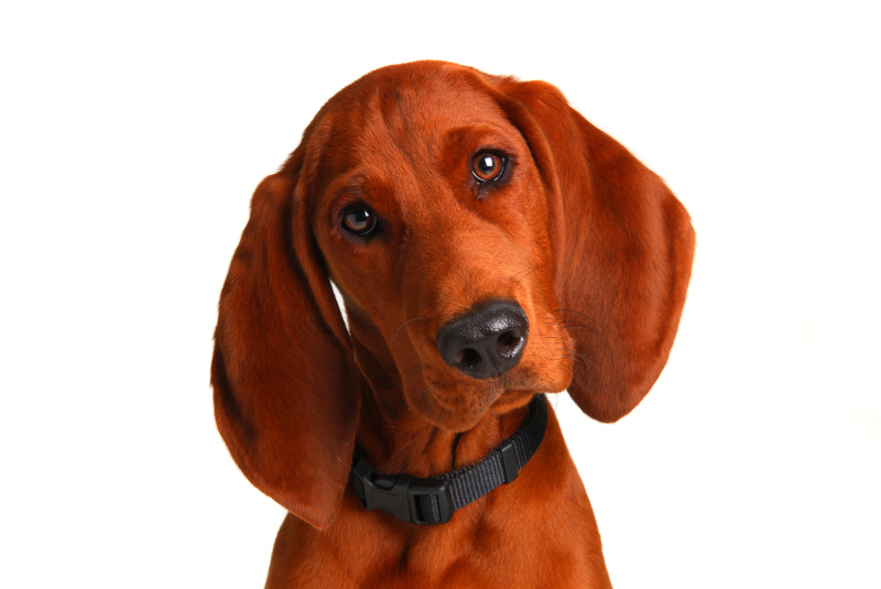 Redbone Coonhound