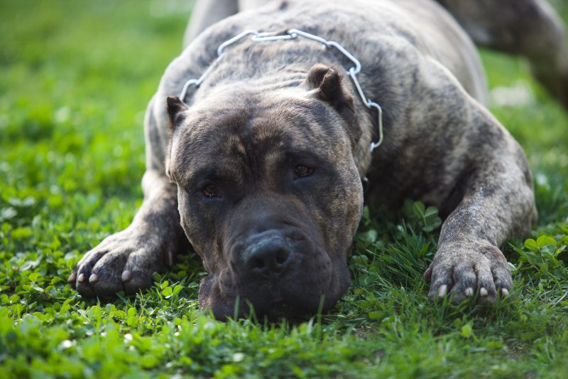Presa Canario