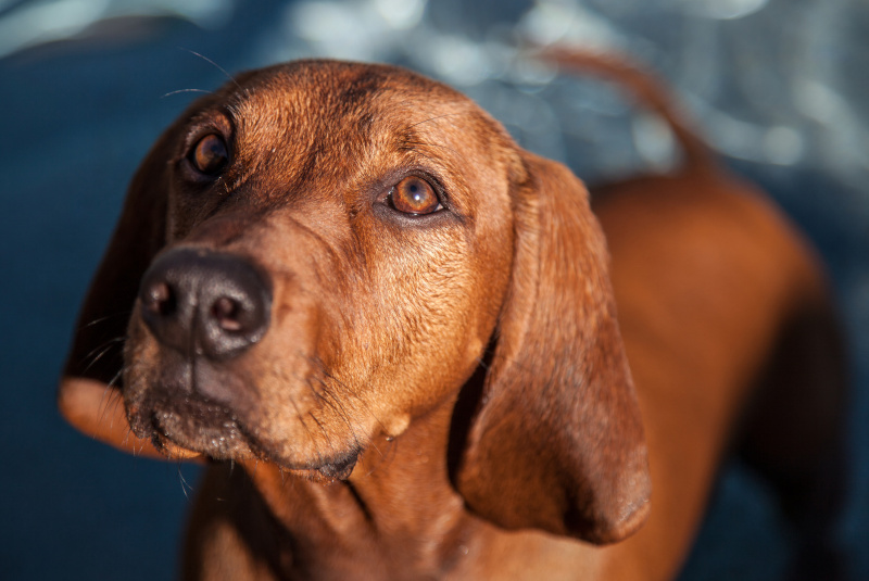 Redbone Coonhound