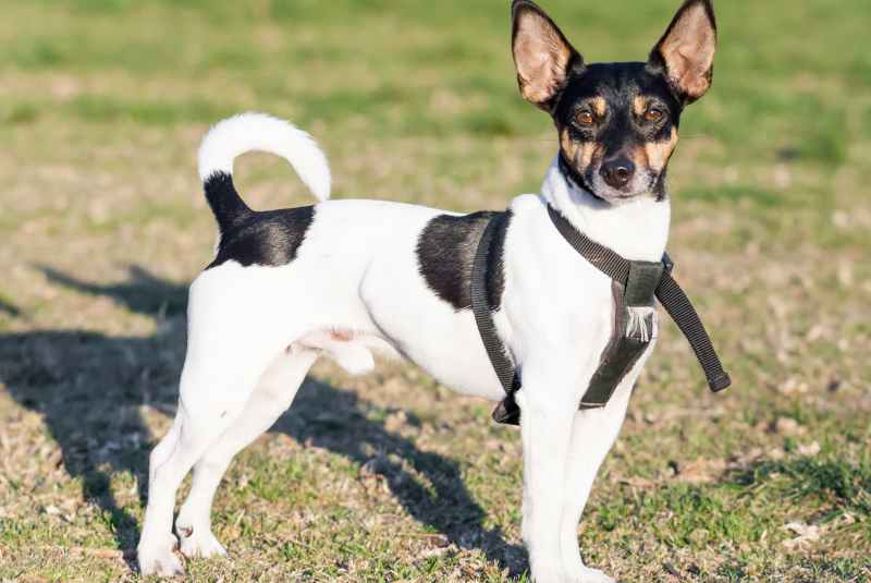 Rat Terrier Breed