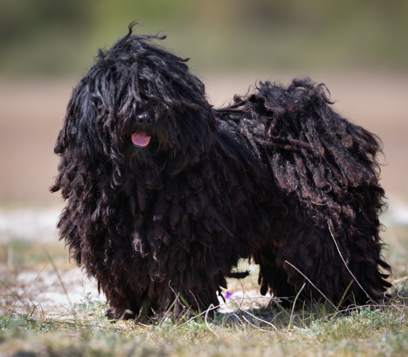 Puli