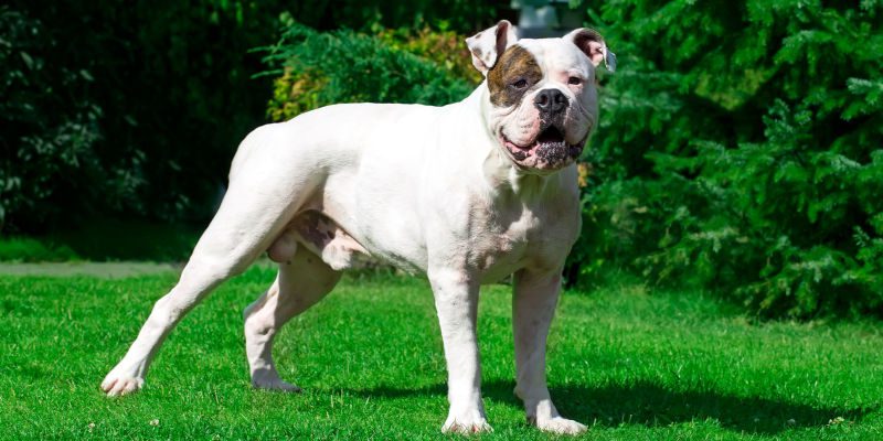 American Bulldog Information