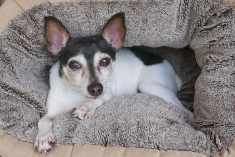 Toy Fox Terrier