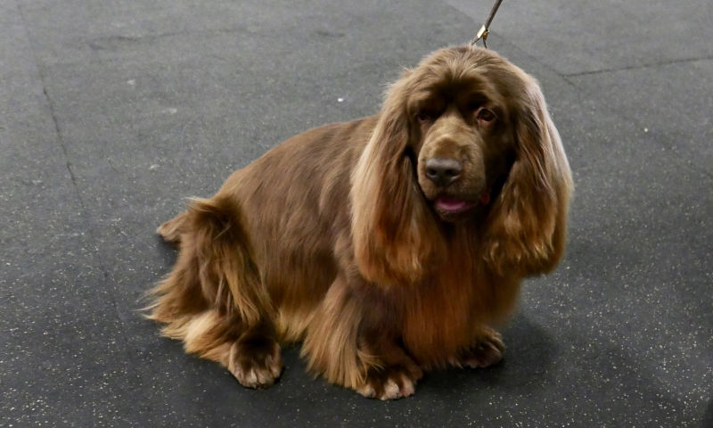 Sussex Spaniel
