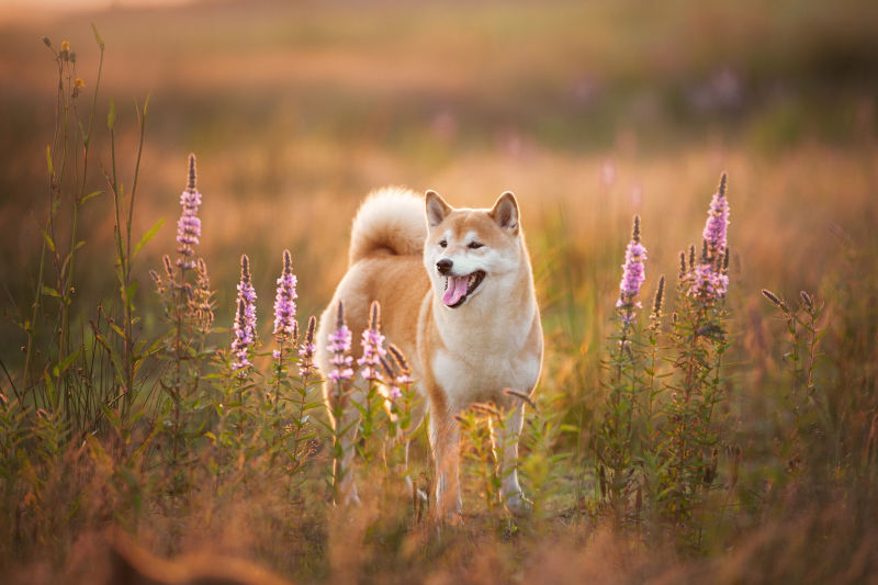 Shiba Inu