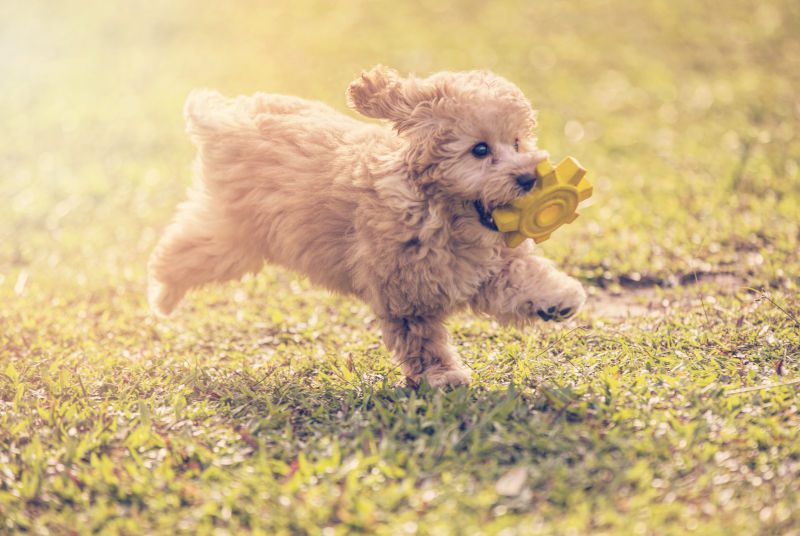 Toy Poodle
