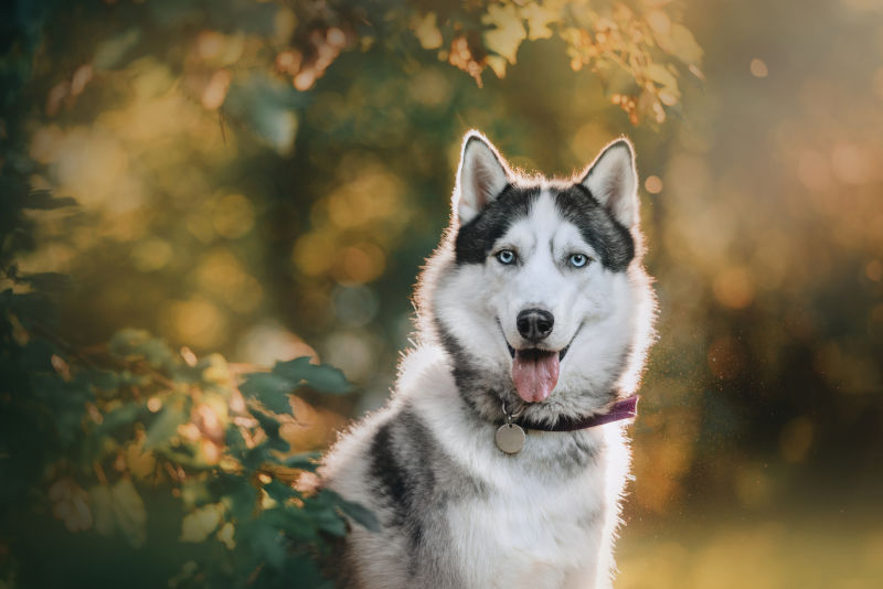 Siberian Husky