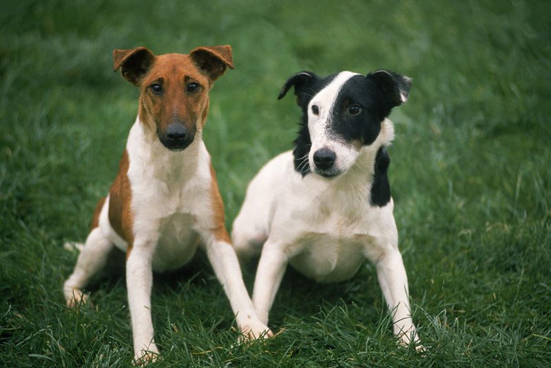 Smooth Fox Terrier