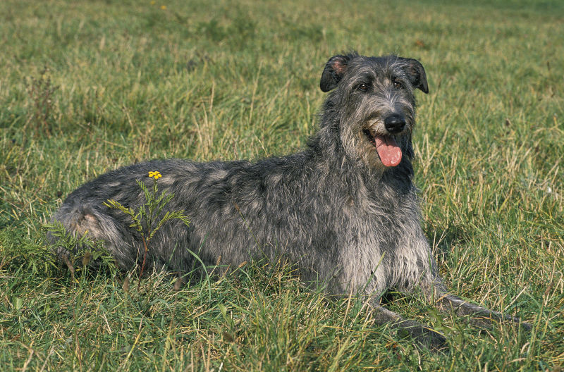 Scottish Deerhound