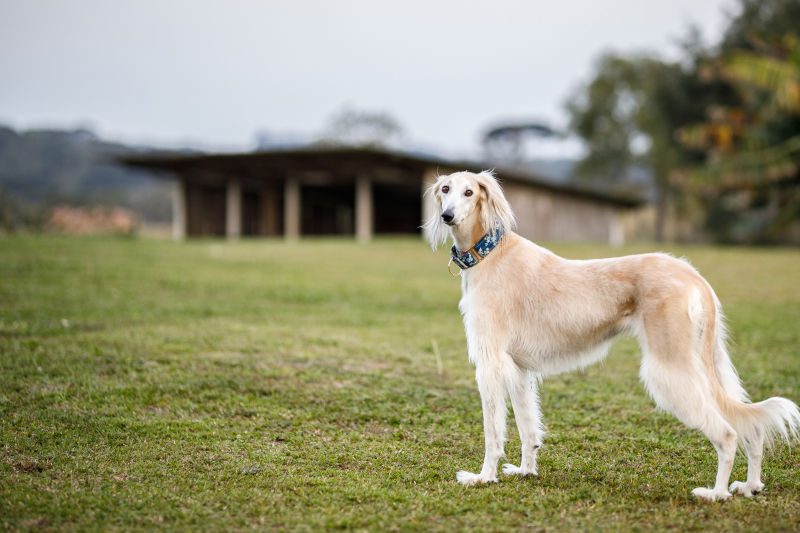 Saluki