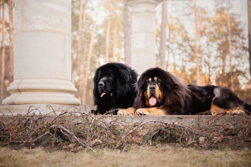 Tibetan Mastiff