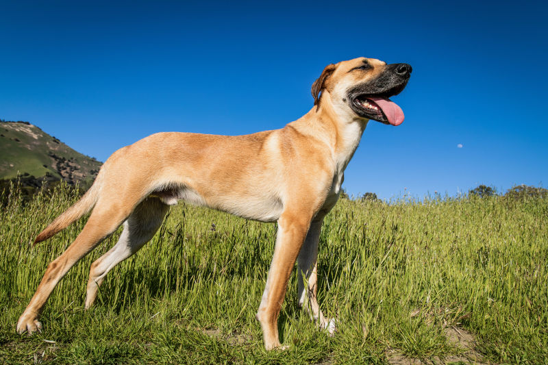 Southern Blackmouth Cur