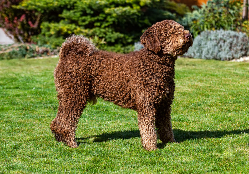 Spanish Water Dog