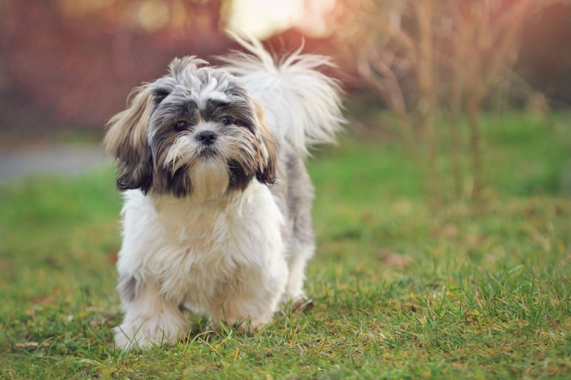 Shih Tzu