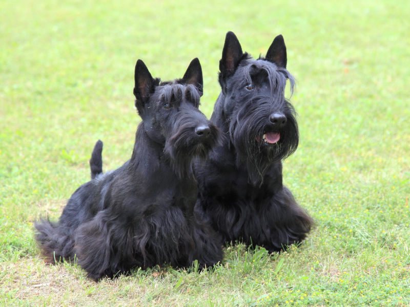 Scottish Terrier