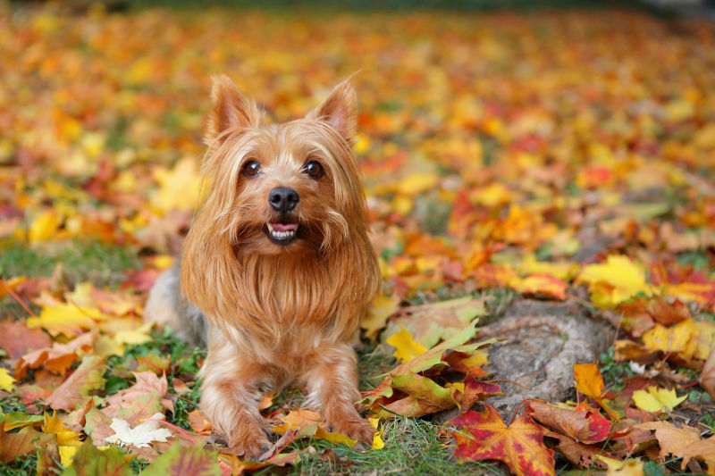 Silky Terrier
