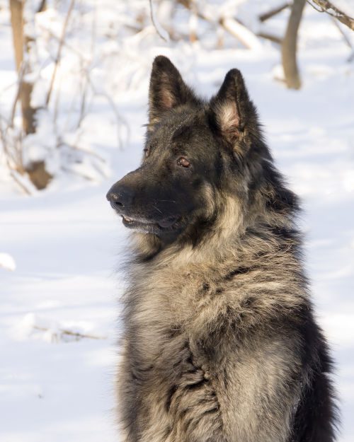Shiloh Shepherd