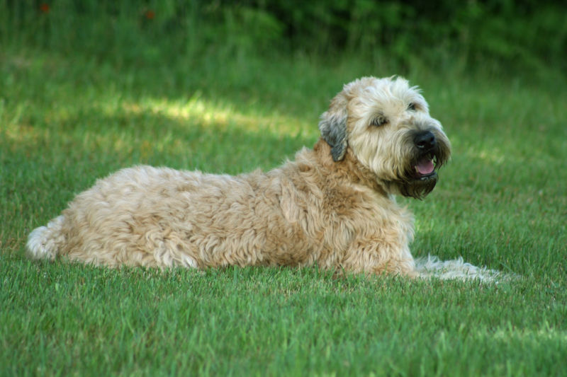 Soft-Coated Wheaten Terrier