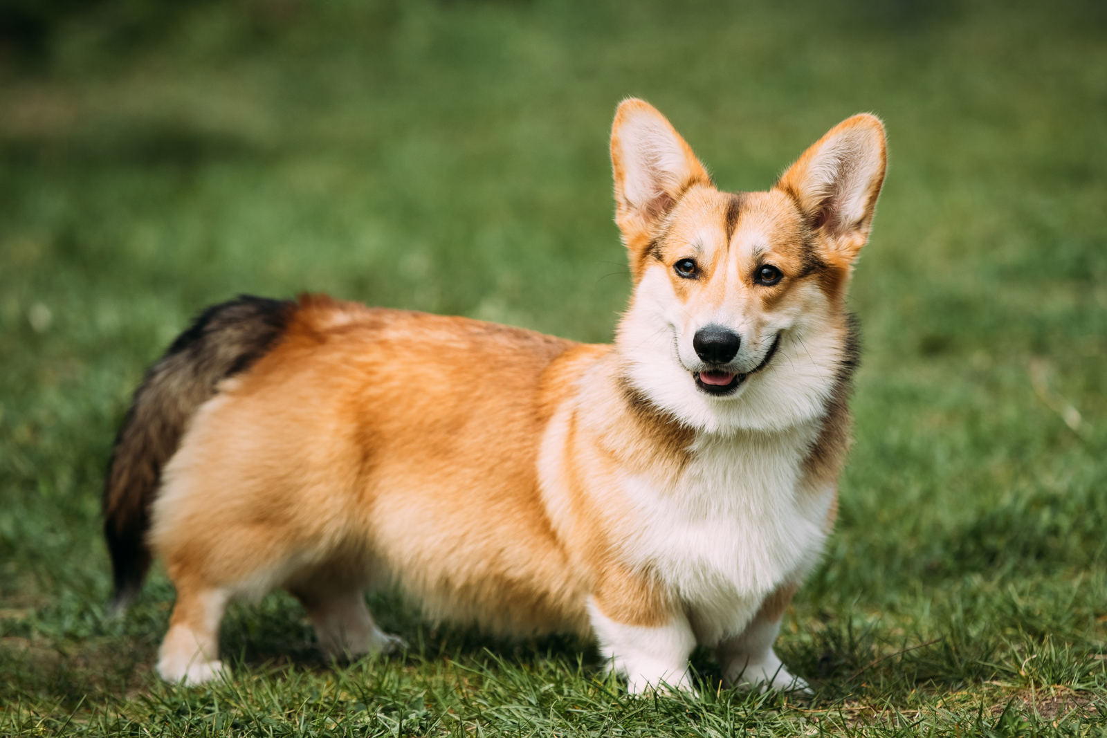 Welsh Corgi-Pembroke