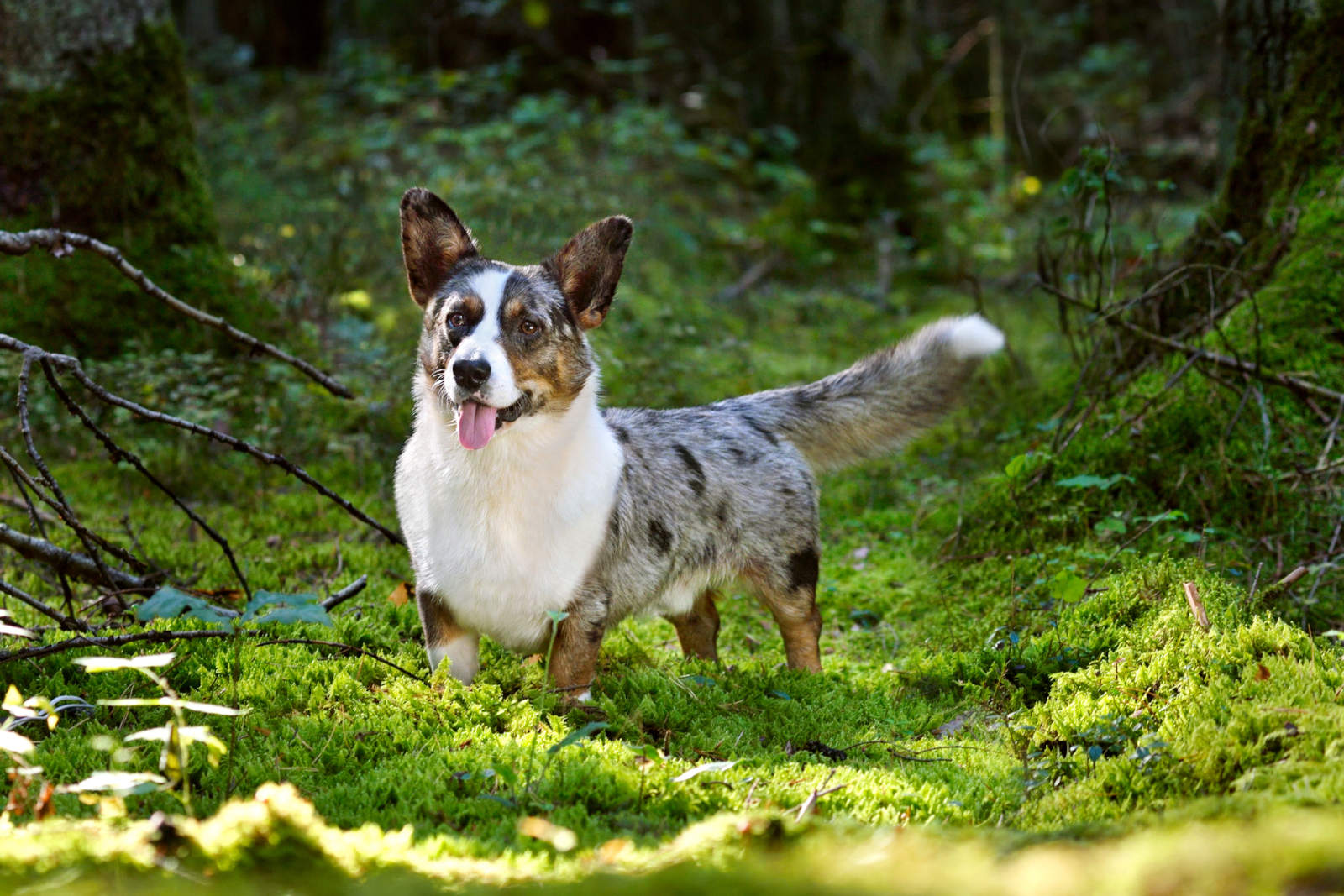 Welsh Corgi-Cardigan