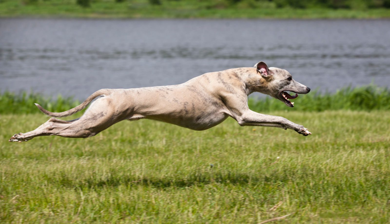 Whippet
