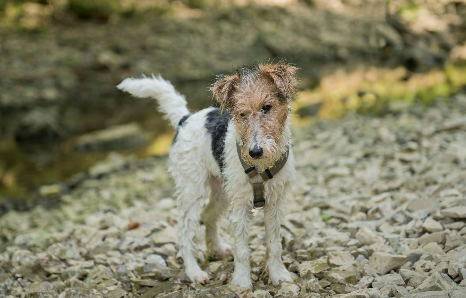 Wire Fox Terrier
